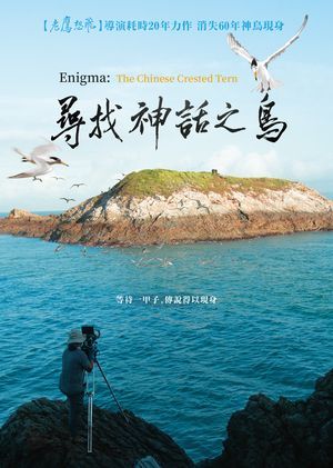 尋找神話之島 Enigma:The Chinese Crested Tern DVD